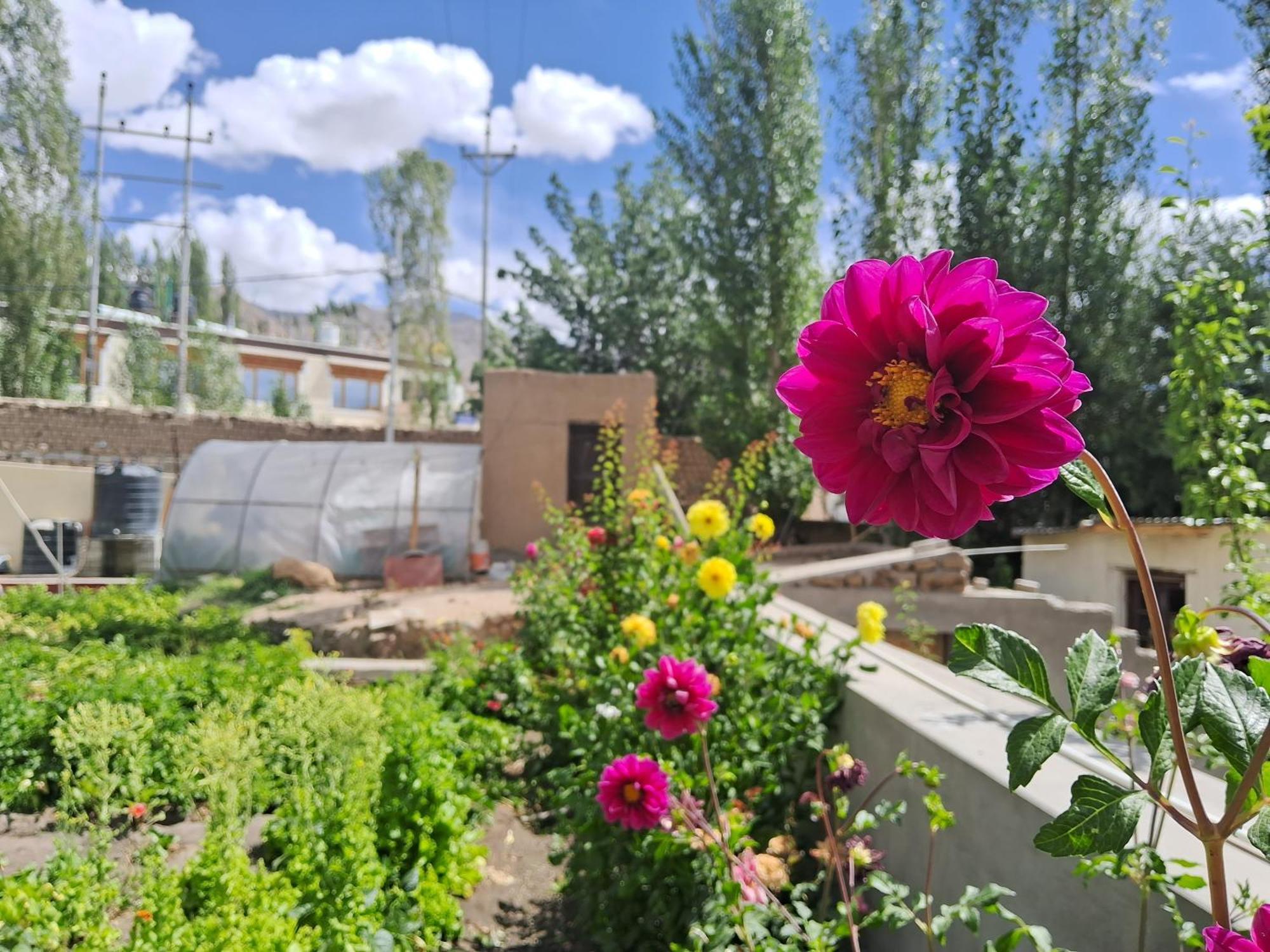 Zaltak Guest House And Hostel Leh Exterior foto